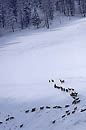 Elks herd in snow Yellowstone 
